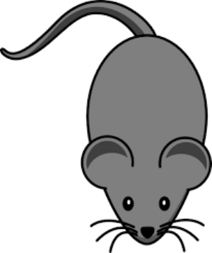 MOuse_1  H x W: